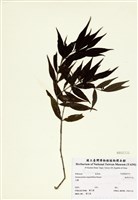 藏品(無刺伏牛花)的圖片